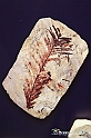VBS_9180 - Museo Paleontologico - Asti